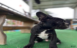 Frenchton dogs for sale: Chef - Image 3