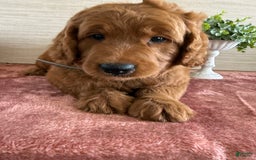Goldendoodle dogs for sale: Victor - Image 14
