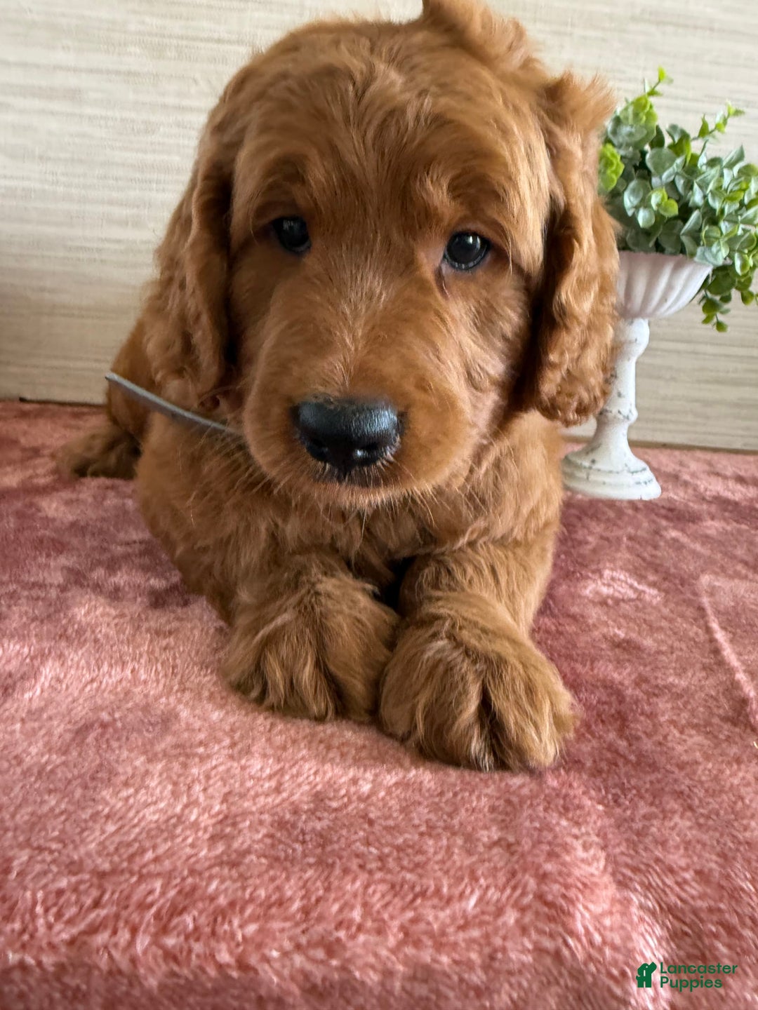 Goldendoodle dogs for sale: Victor - Image 14