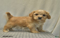 Cavapoo dogs for sale: Dakota - Image 4