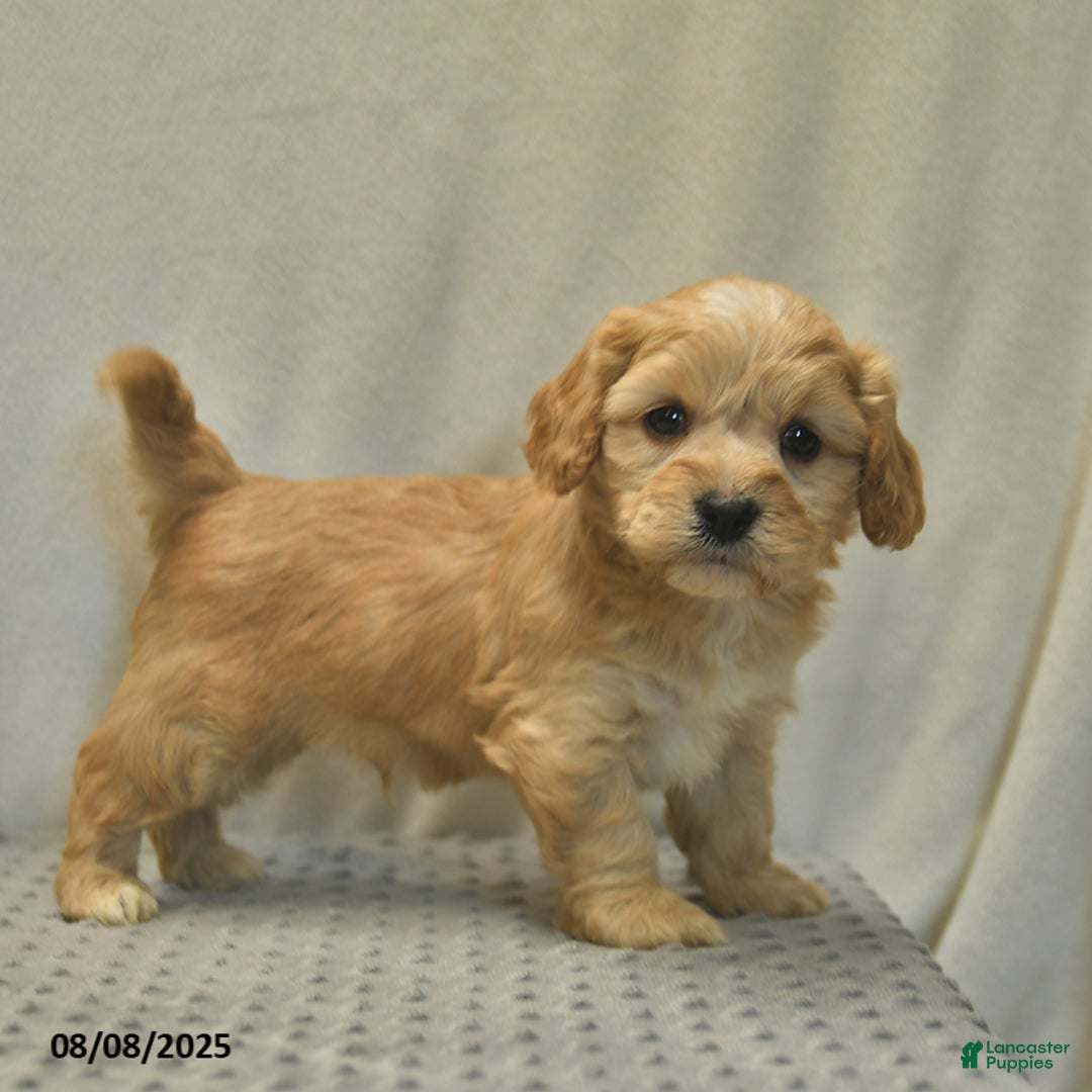 Cavapoo dogs for sale: Dakota - Image 4