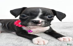 Boxer dogs for sale: Rowan - Image 4