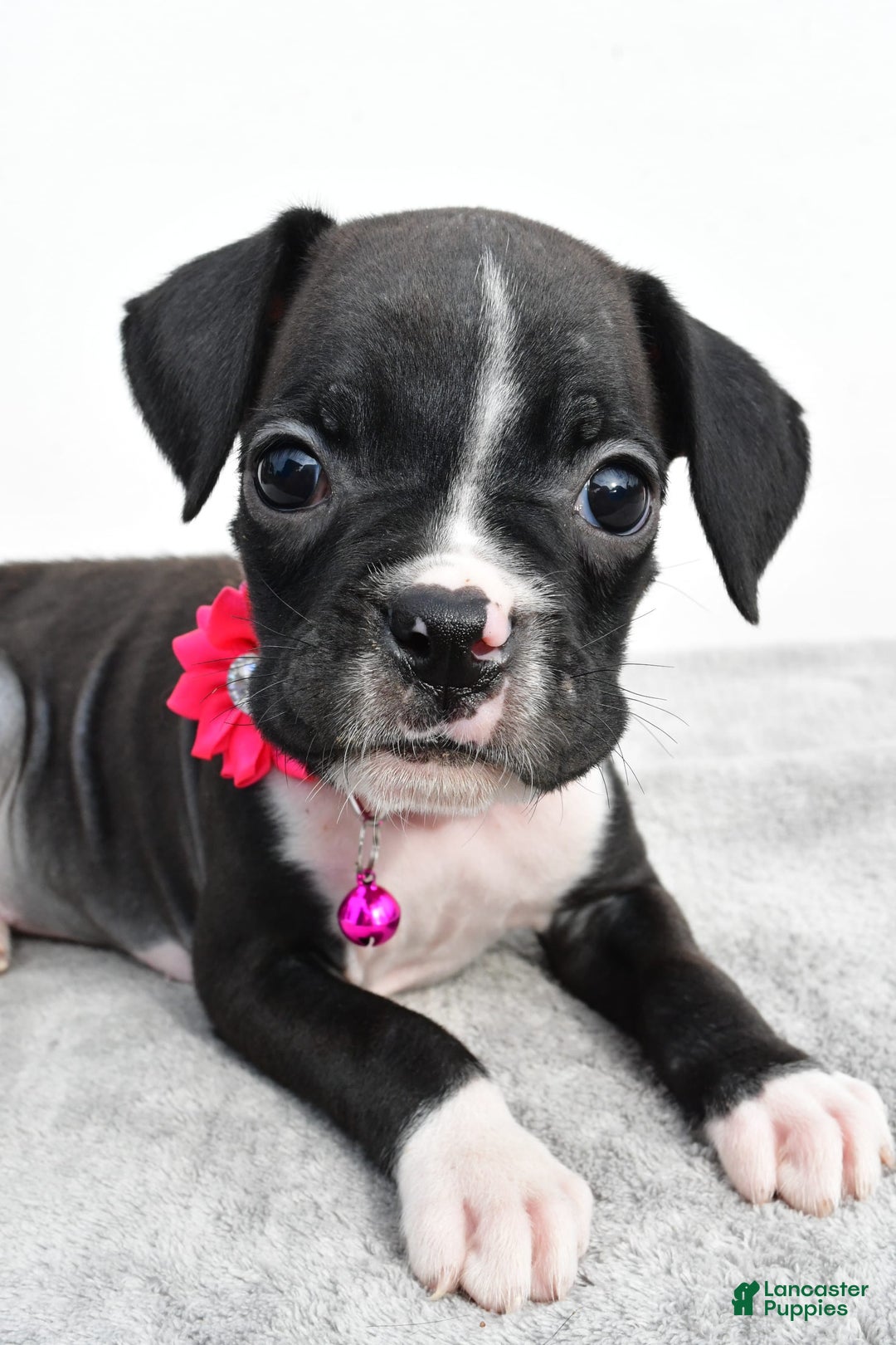 Boxer dogs for sale: Rowan - Image 4