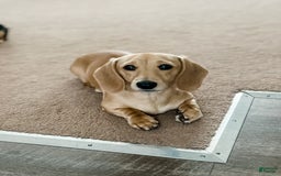 Dachshund dogs for sale: Stormy - Image 5
