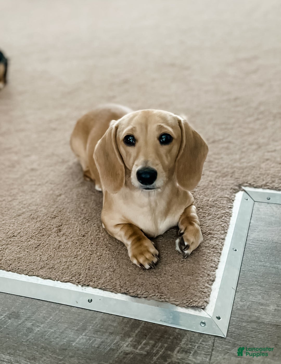 Dachshund dogs for sale: Stormy - Image 5