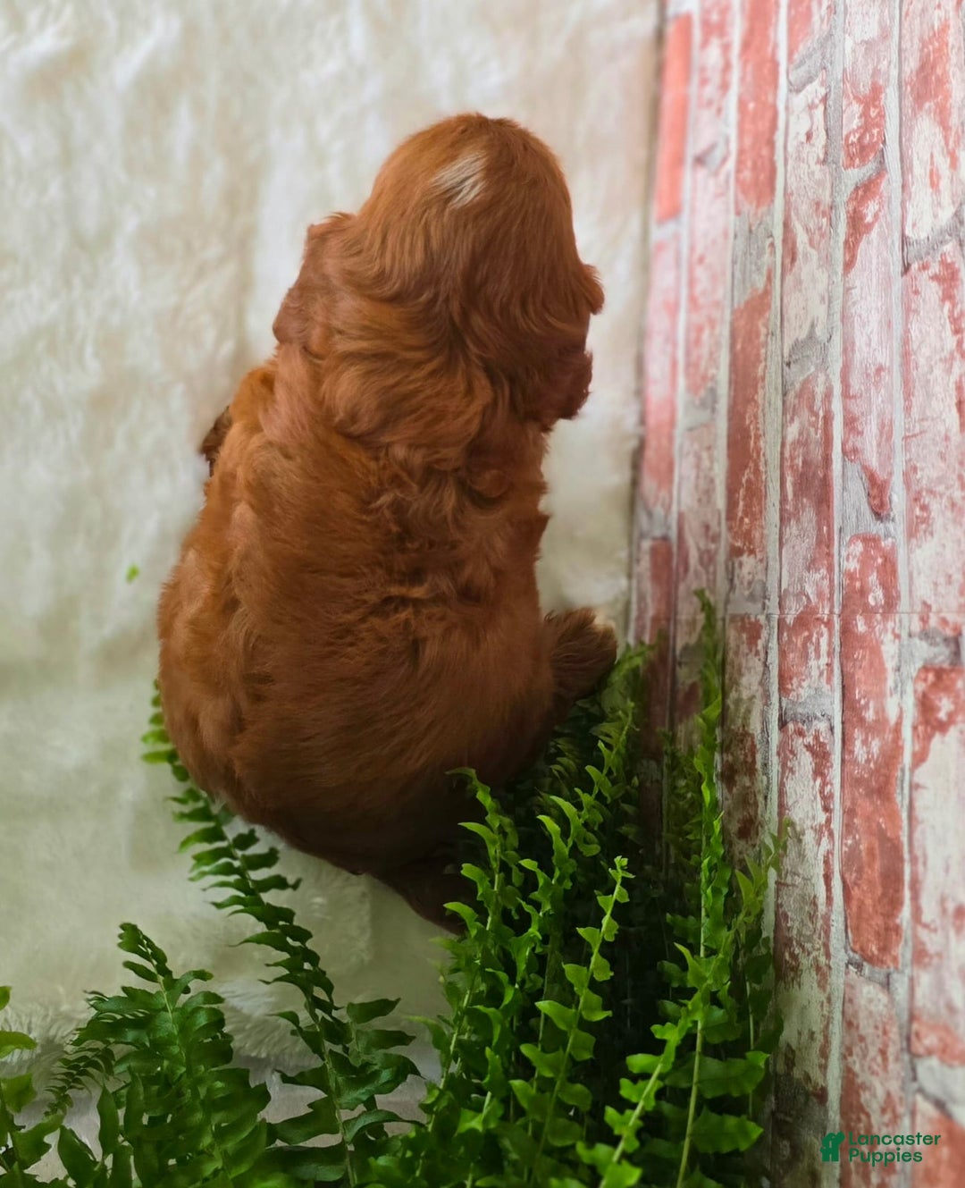 Cavapoo dogs for sale: Bryce - Image 10