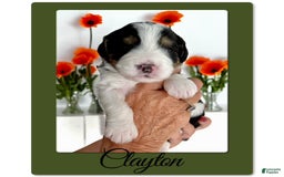 Bernedoodle dogs for sale: Clayton - Image 3