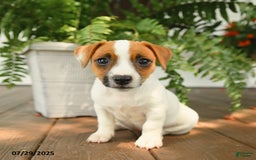 Jack Russell Terrier dogs for sale: Jack Russell Terrier 4 puppies - Image 10
