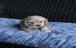 Cocker Spaniel dogs for sale: Marshmallow - Image 25
