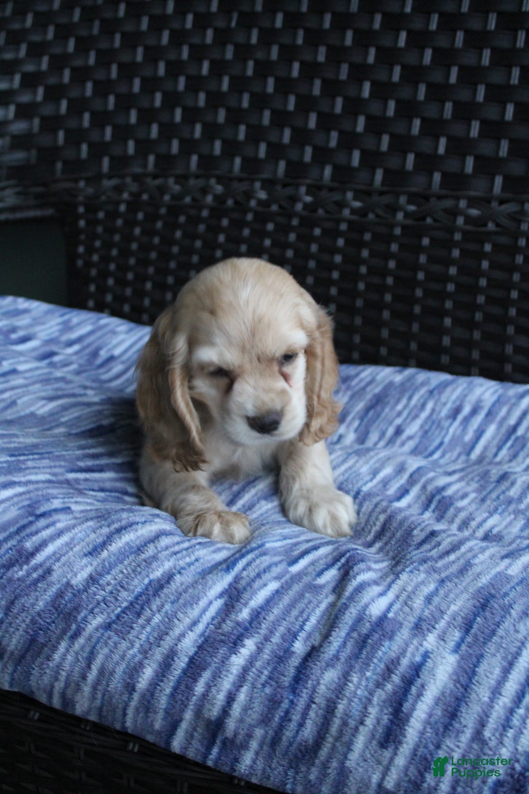 Cocker Spaniel dogs for sale: Marshmallow - Image 25