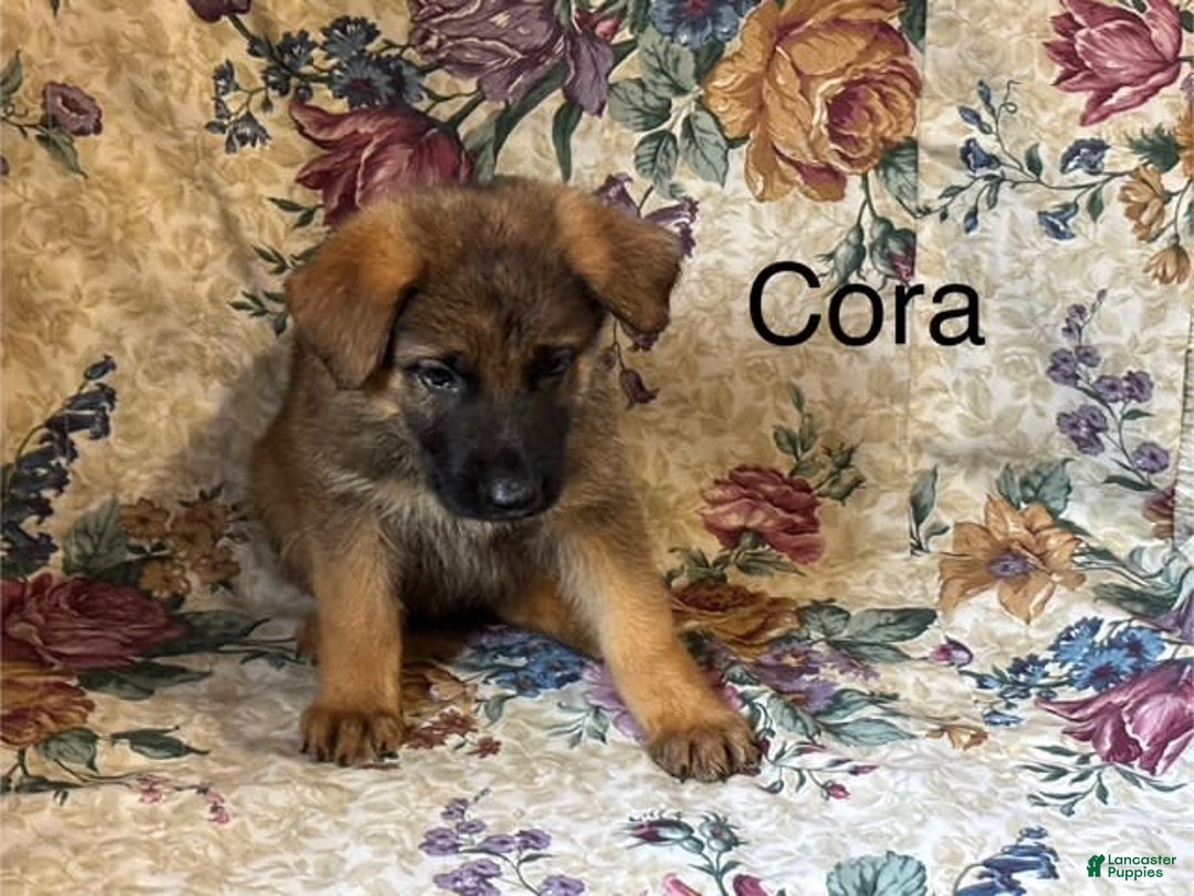 German Shepherd dogs for sale: Cora - Image 5