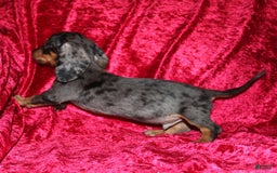 Miniature Dachshund dogs for sale: Teddy Mini - Image 12