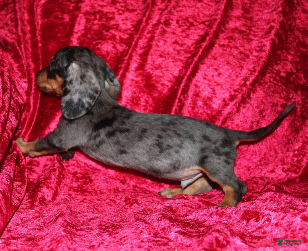 Miniature Dachshund dogs for sale: Teddy Mini - Image 12