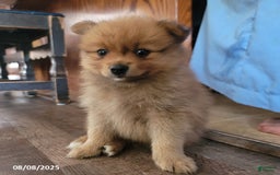 Pomeranian dogs for sale: Brad - Image 3