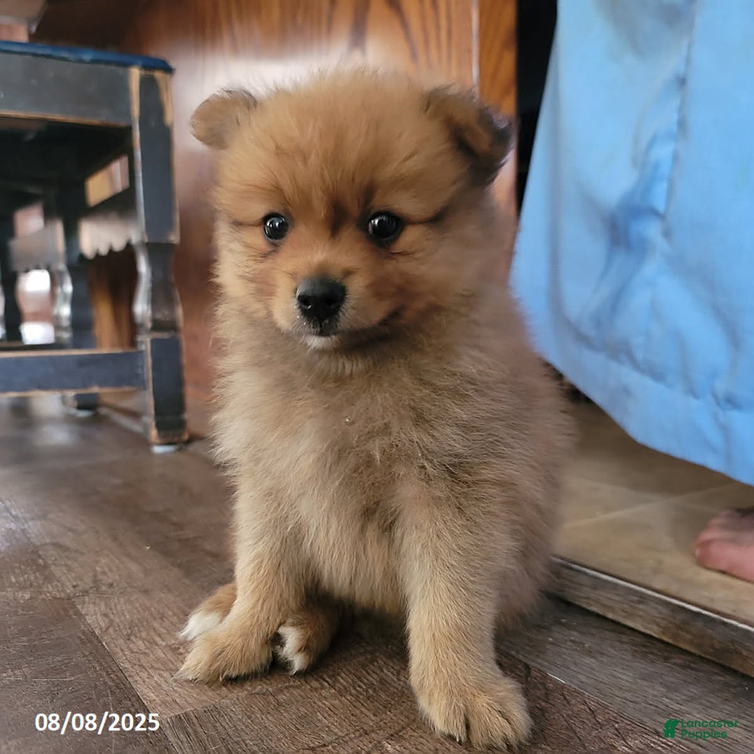 Pomeranian dogs for sale: Brad - Image 3