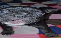 French Bulldog dogs for sale: Lady - Image 5
