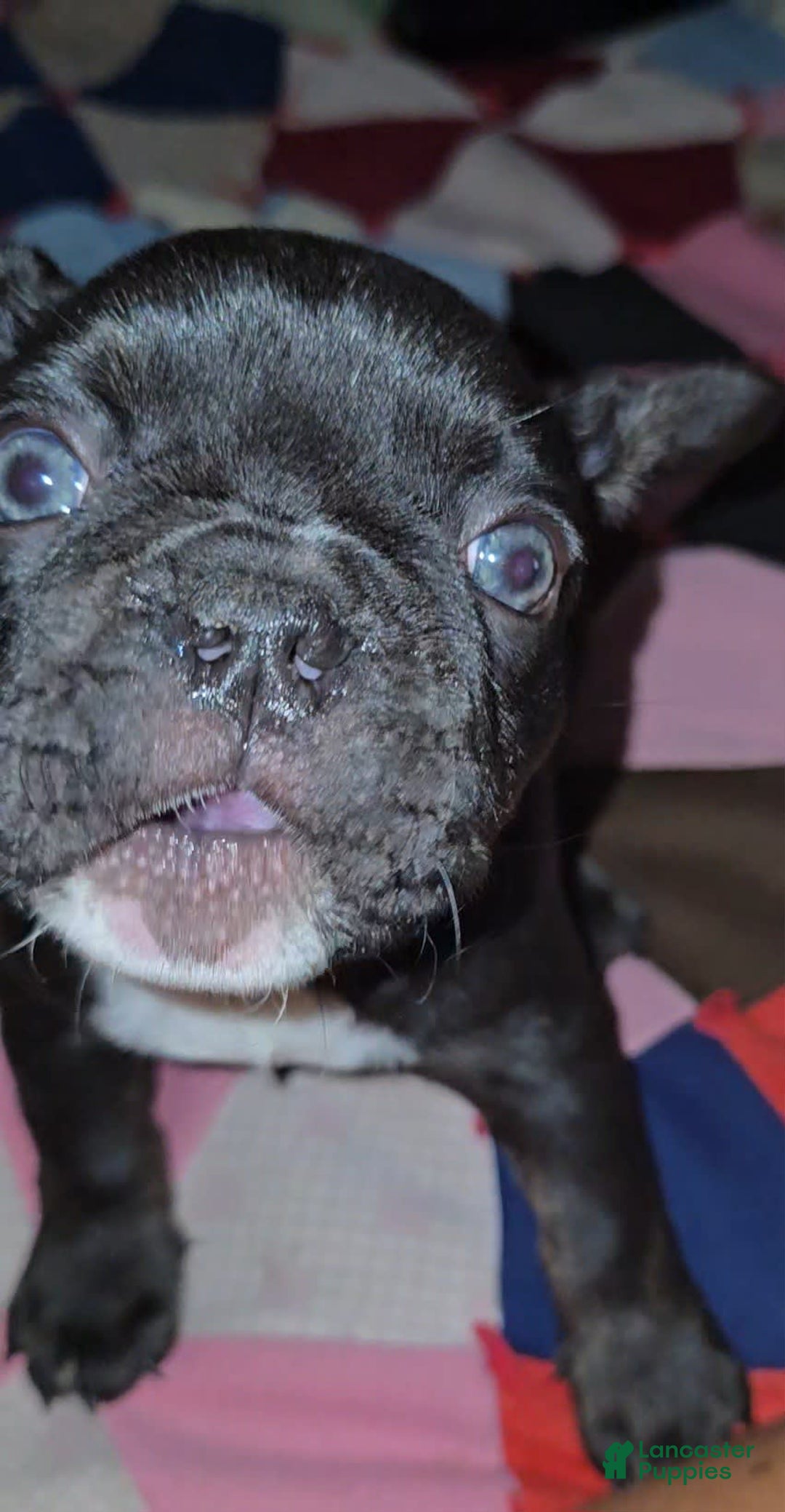 French Bulldog dogs for sale: Lady - Image 5