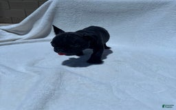 French Bulldog dogs for sale: Bb - Image 4