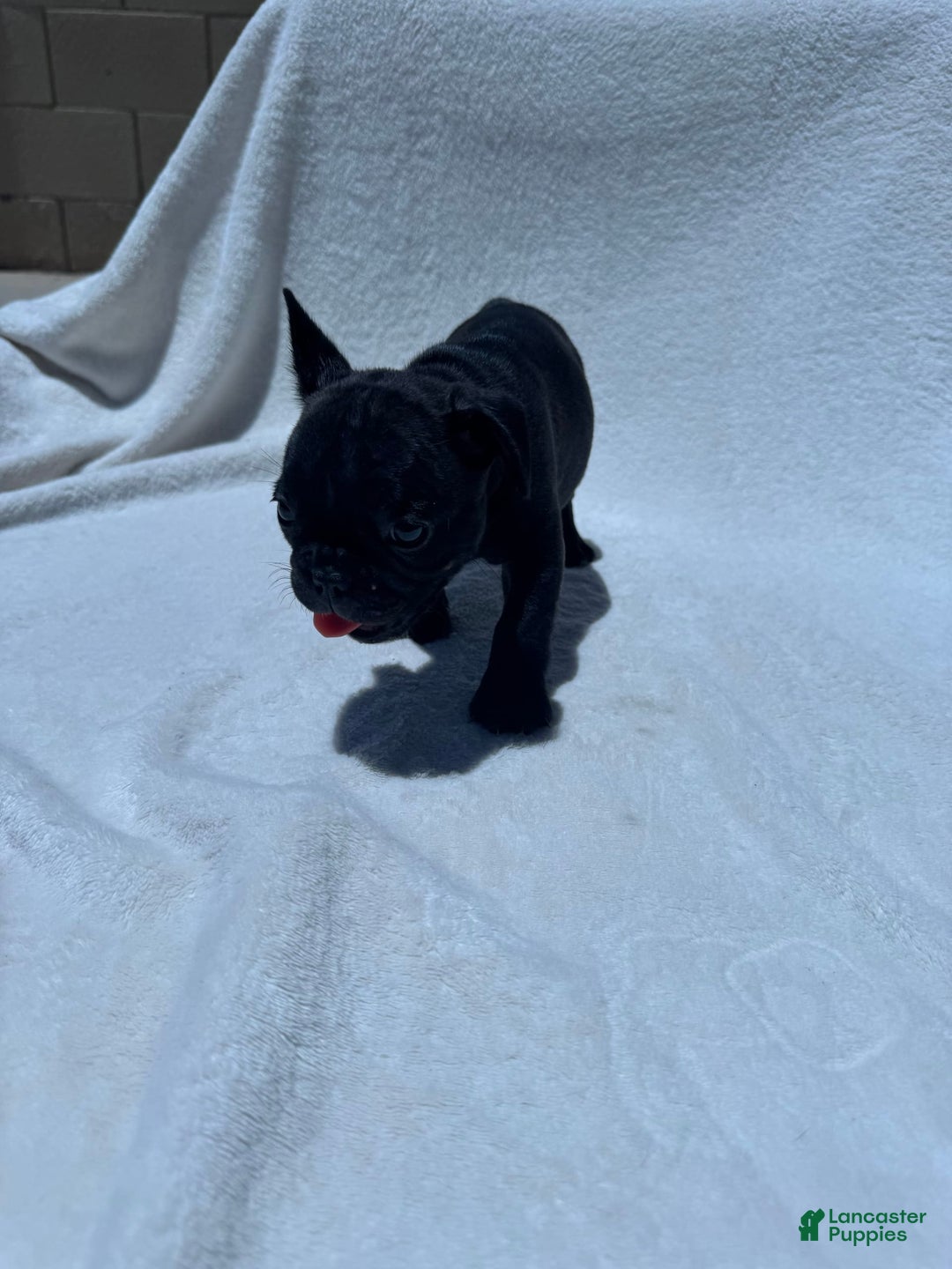 French Bulldog dogs for sale: Bb - Image 4