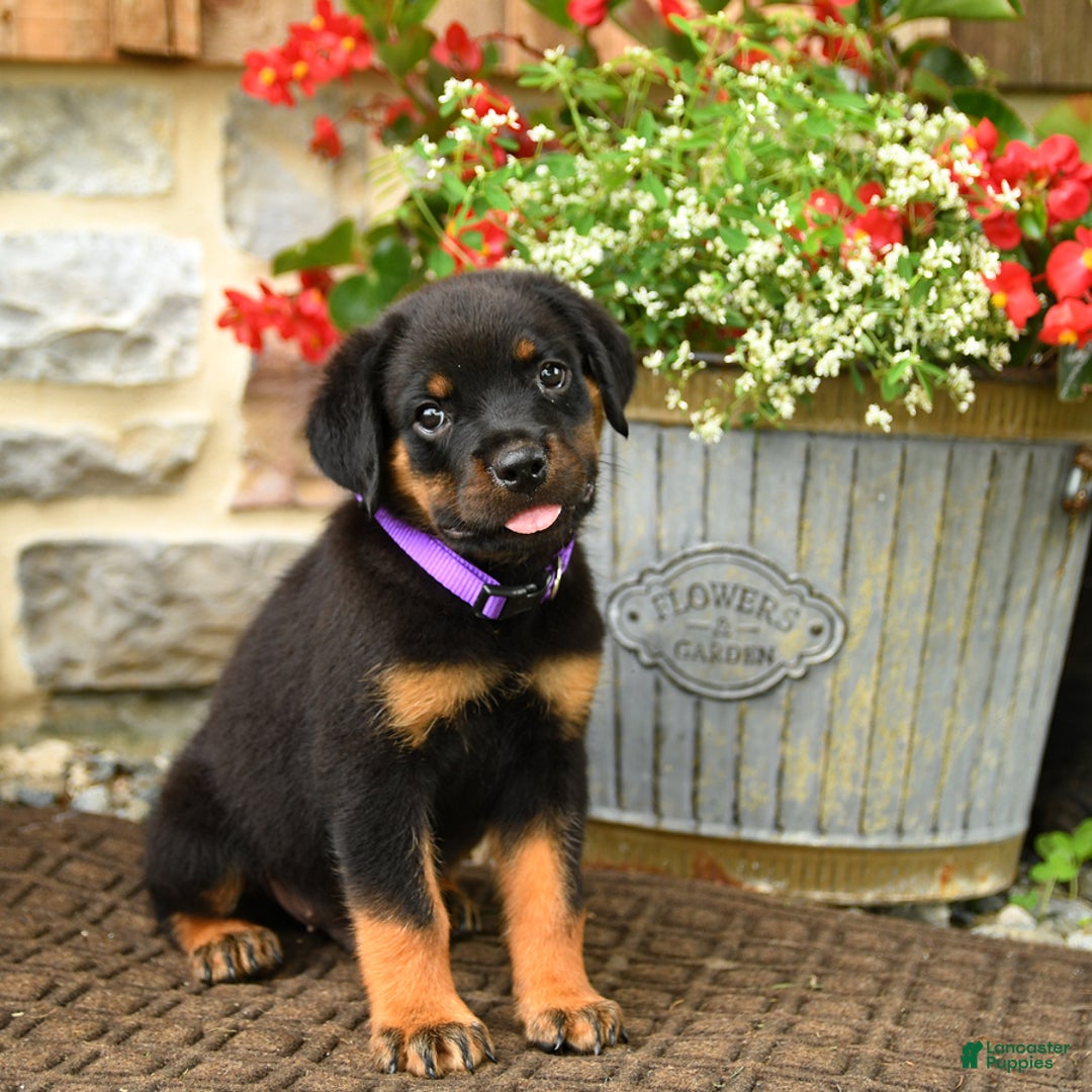Rottweiler dogs for sale: Rottweiler 8 puppies - Image 14