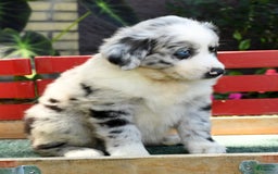 Australian Shepherd dogs for sale: Blue - Image 4