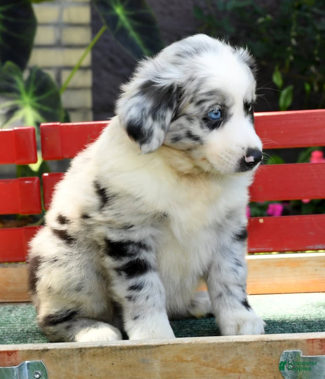 Australian Shepherd dogs for sale: Blue - Image 4