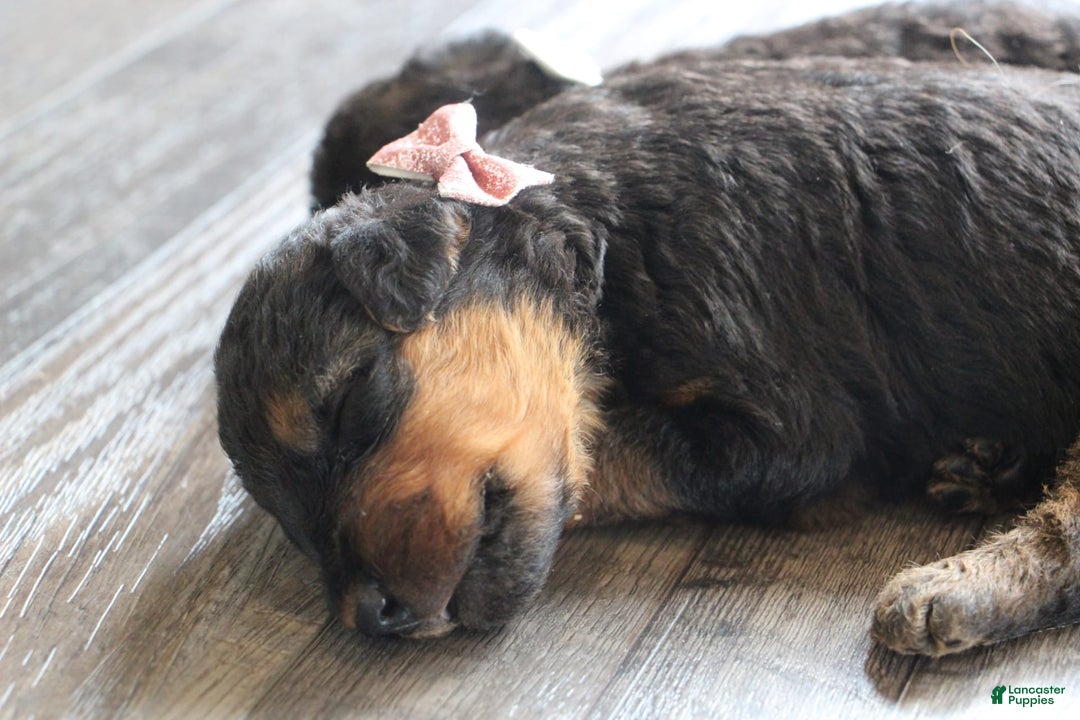 Airedale Terrier dogs for sale: Azalea - Image 4