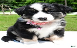 Miniature Australian Shepherd dogs for sale: Julie - Image 4
