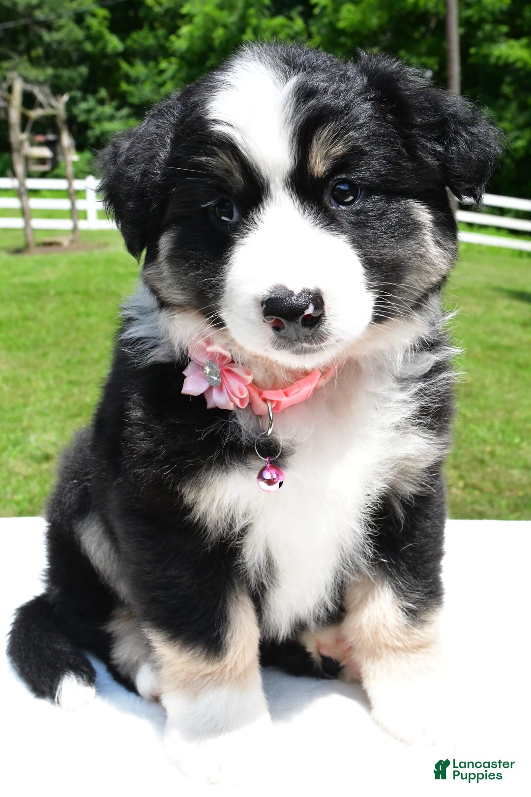 Miniature Australian Shepherd dogs for sale: Julie - Image 4