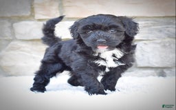  dogs for sale: Mini Goldendoodle 3 puppies - Image 13