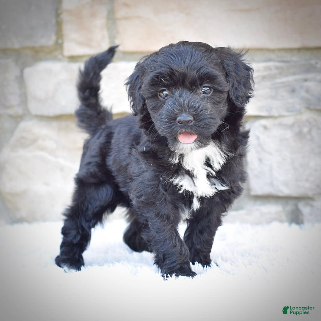  dogs for sale: Mini Goldendoodle 3 puppies - Image 13