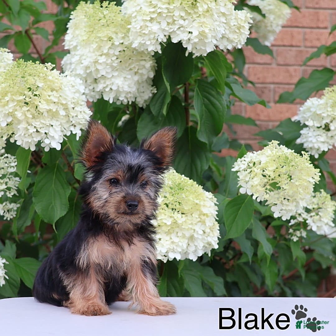Yorkshire Terrier dogs for sale: Blake - Image 4