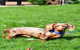 Miniature Dachshund dogs for sale: Lucky - Image 11