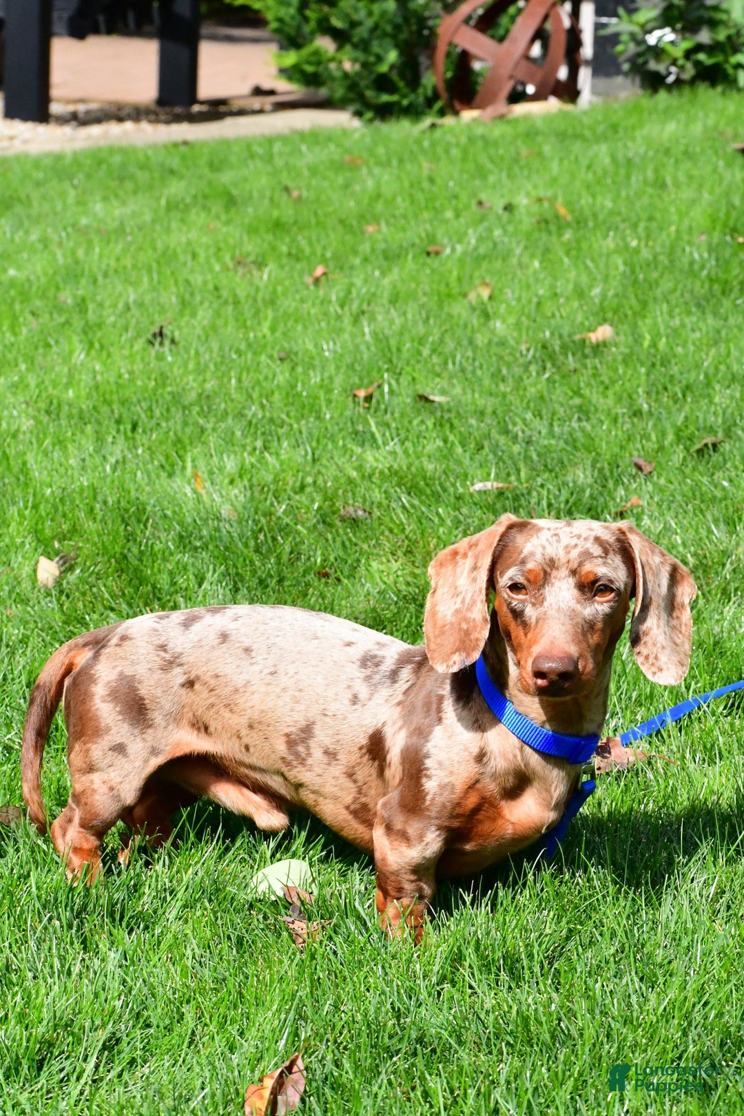Miniature Dachshund dogs for sale: Lucky - Image 11