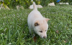 Shiba Inu dogs for sale: Aiko - Image 10