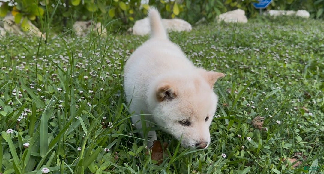 Shiba Inu dogs for sale: Aiko - Image 10