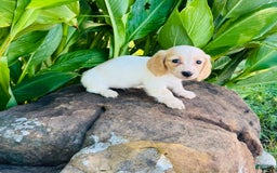 Miniature Dachshund dogs for sale: Carrie LH - Image 10