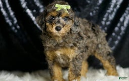 Miniature Poodle dogs for sale: Taki - Image 4