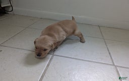 Golden Retriever dogs for sale: Leo - Image 1