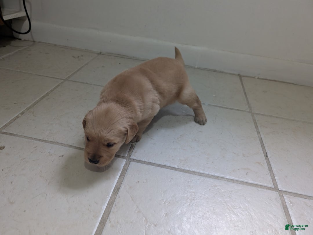 Golden Retriever dogs for sale: Leo - Image 1