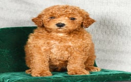 Miniature Poodle dogs for sale: Dino - Image 8