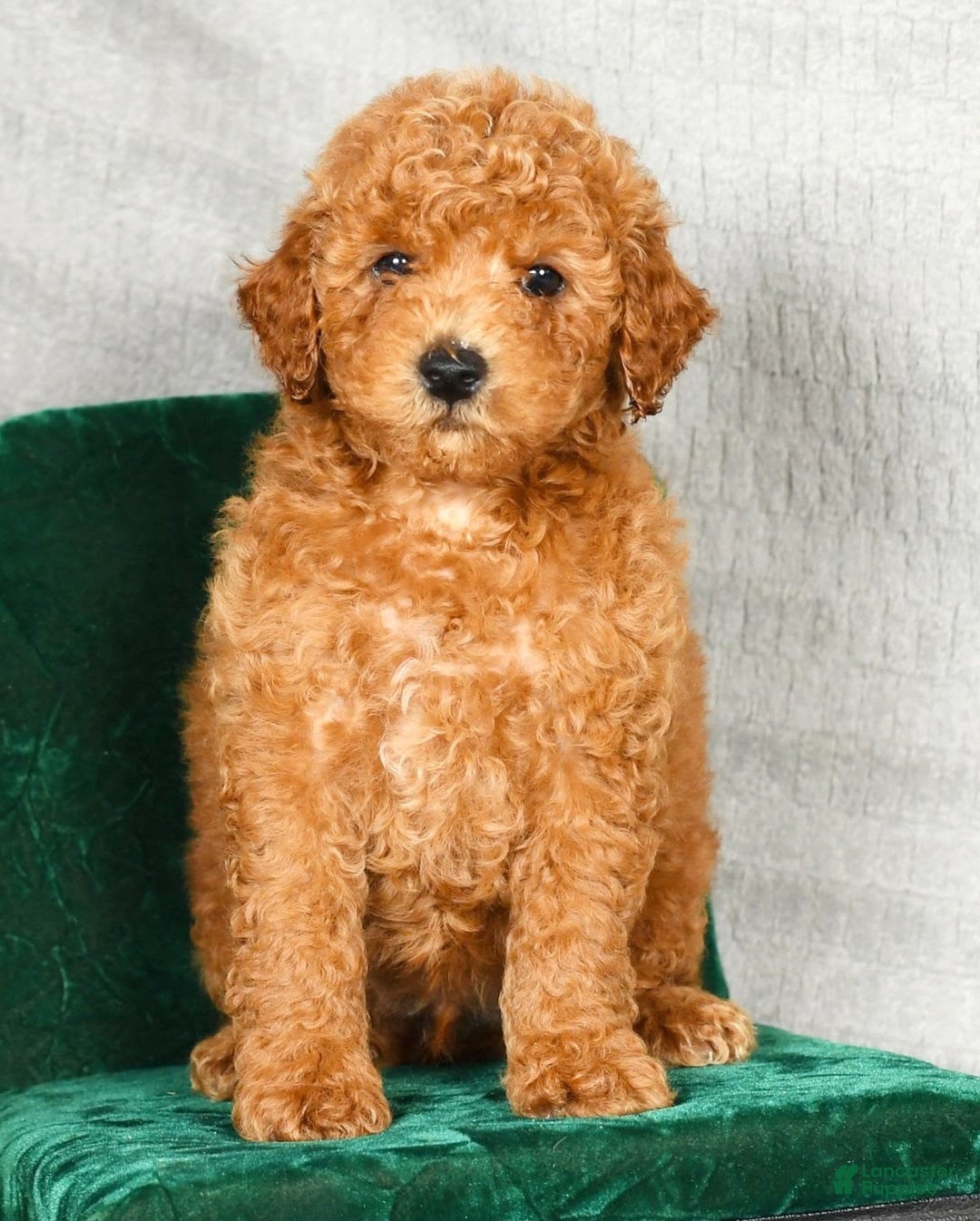Miniature Poodle dogs for sale: Dino - Image 8