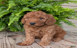 Mini Goldendoodle dogs for sale: Mini -kobe - Image 23