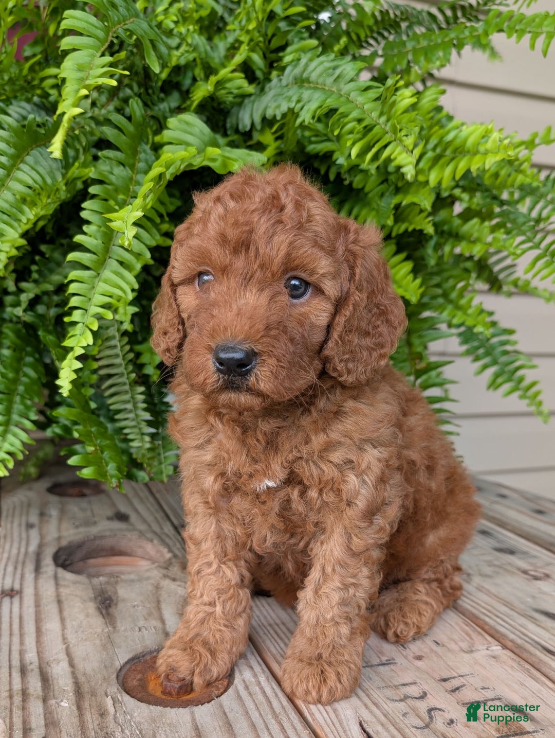 Mini Goldendoodle dogs for sale: Mini -kobe - Image 23