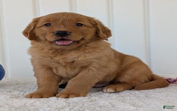 Golden Retriever dogs for sale: Parker - Image 5