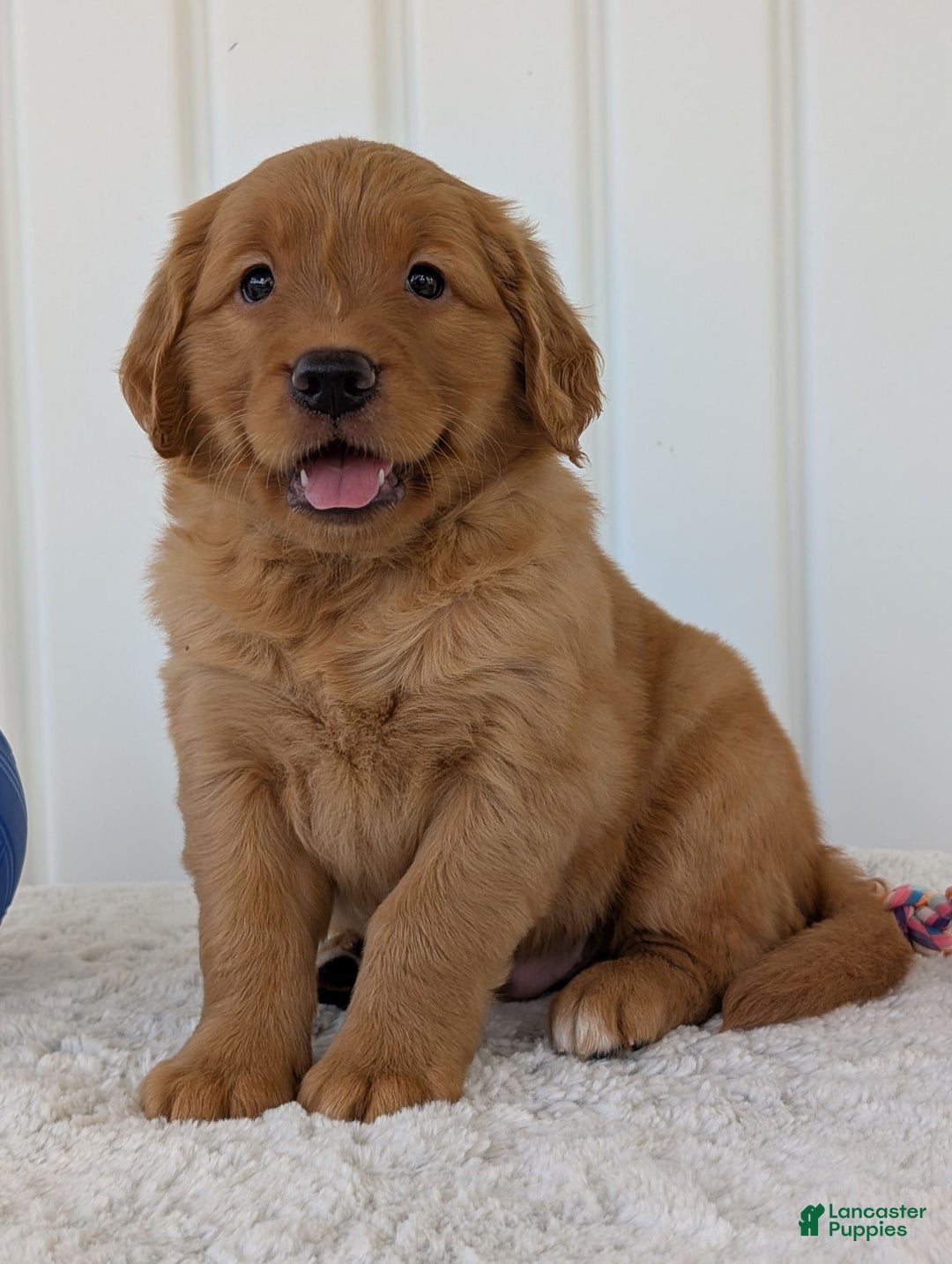 Golden Retriever dogs for sale: Parker - Image 5
