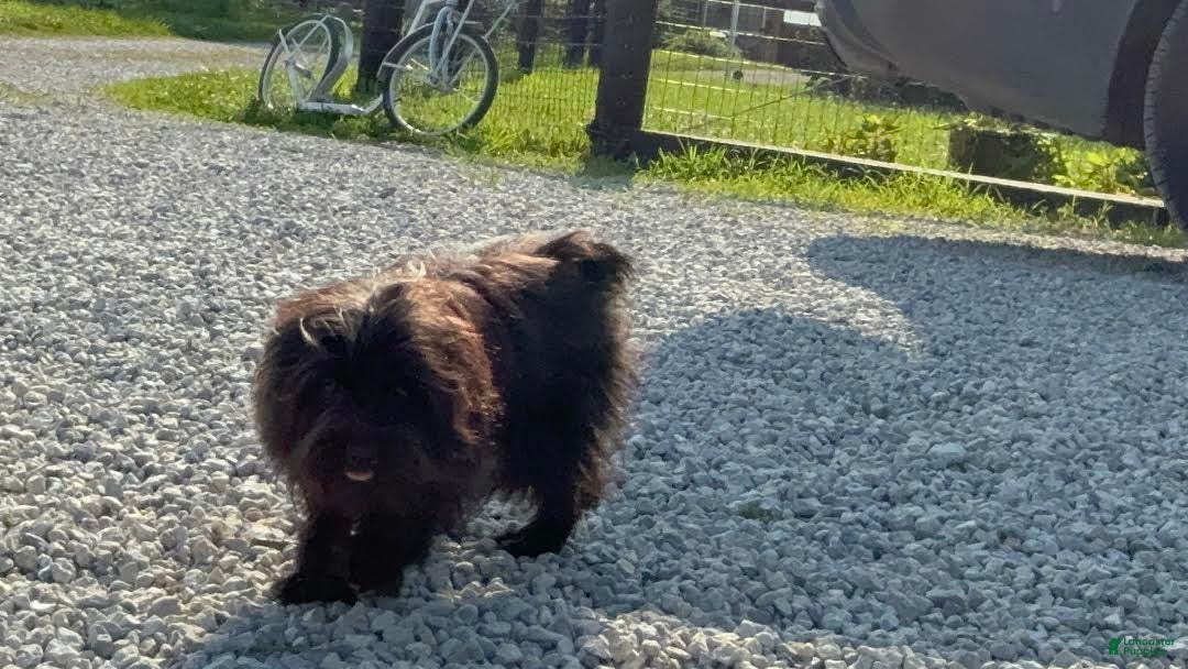 Miniature Schnauzer dogs for sale: Tammy - Image 3