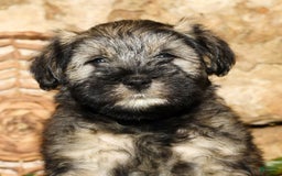 Miniature Schnauzer dogs for sale: Lilly - Image 7
