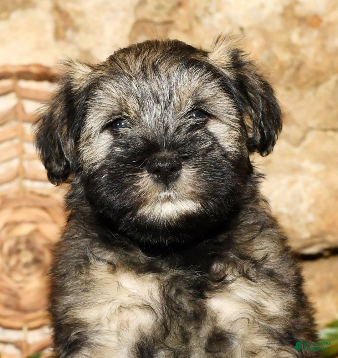 Miniature Schnauzer dogs for sale: Lilly - Image 7