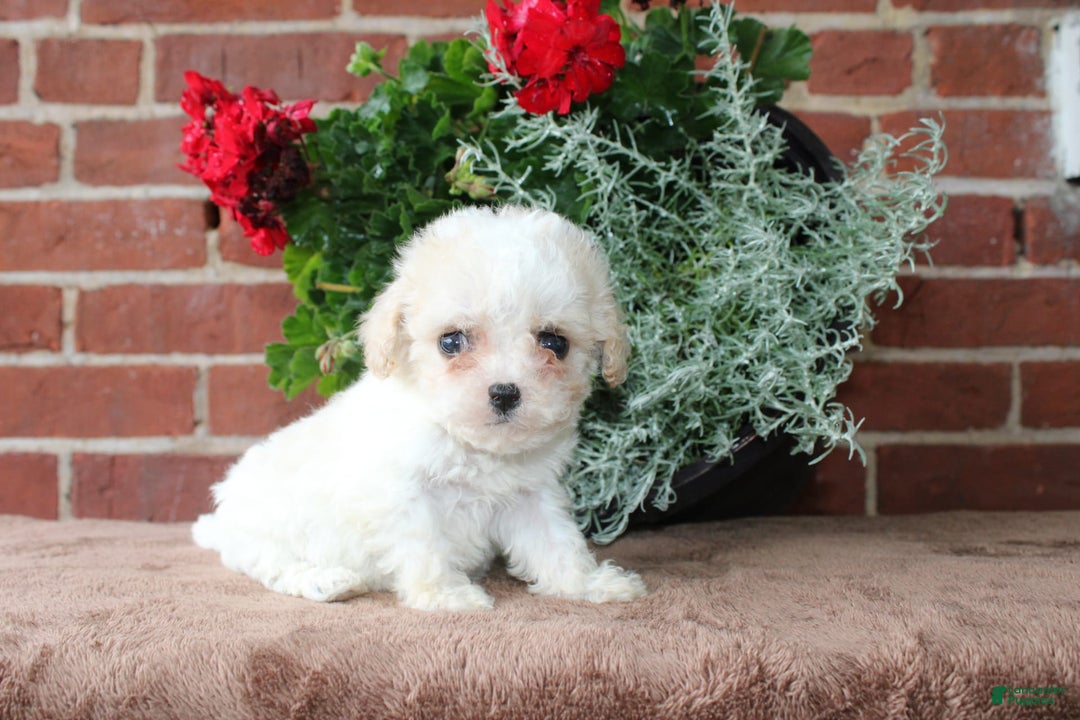 Cavapoo dogs for sale: Ashley - Image 5